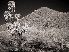 Desert Scene Tucson, AZ � Dave Hickey